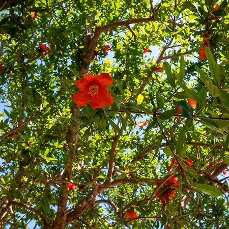 Giardino Sul Mare Сasa de vacaciones